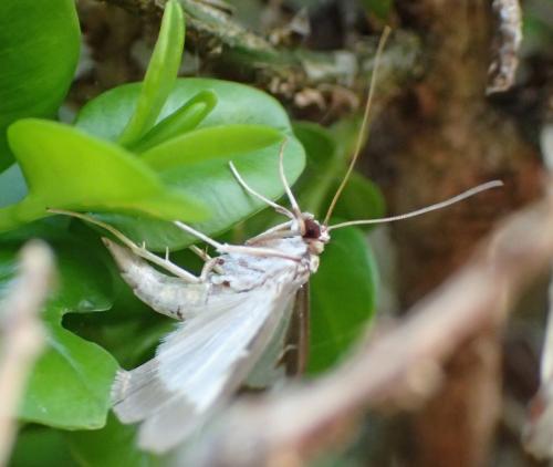 Cydalima perspectalis